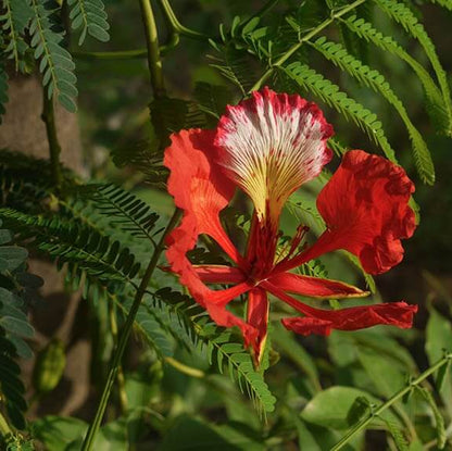 Royal Poinciana Seeds - Flower Plant