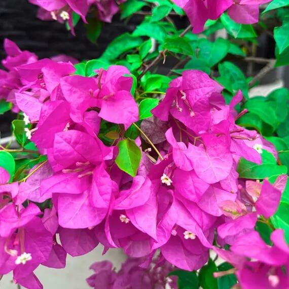 Royal Purple Bougainvillea Seeds