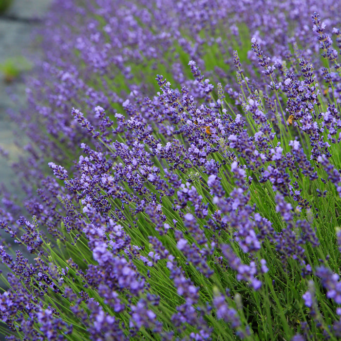 Royal Velvet Lavender Seeds - Herbal Plant
