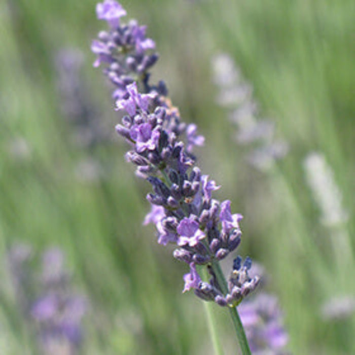 Royal Velvet Lavender Seeds - Herbal Plant