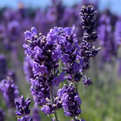 Royal Velvet Lavender Seeds - Herbal Plant