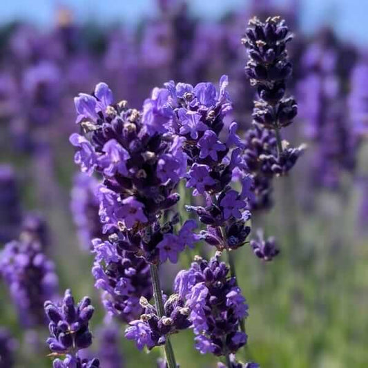 Royal Velvet Lavender Seeds - Herbal Plant