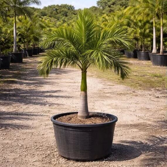 Roystonea Regia