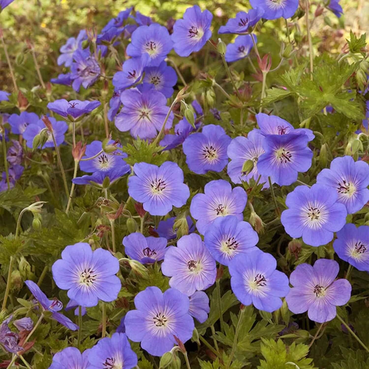 Rozanne Geranium Seeds - Flower Plant