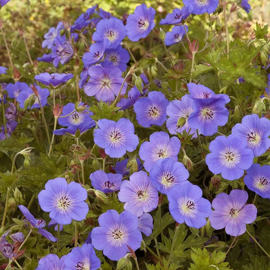 Rozanne Geranium Seeds - Flower Plant