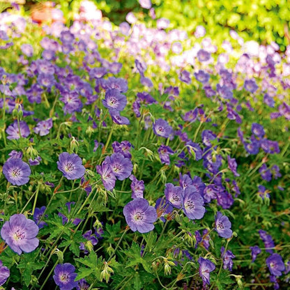 Rozanne Geranium Seeds - Flower Plant
