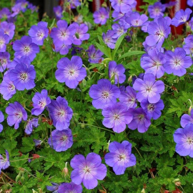 Rozanne Geranium Seeds - Flower Plant
