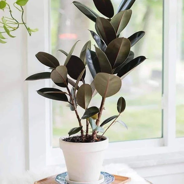 Rubber Plant Seeds - Flower Plant