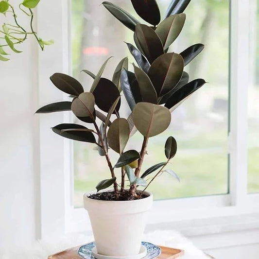 Rubber Plant Seeds - Flower Plant