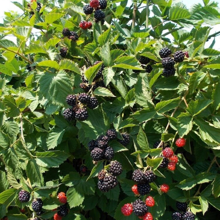 Rubus fruticosus seeds