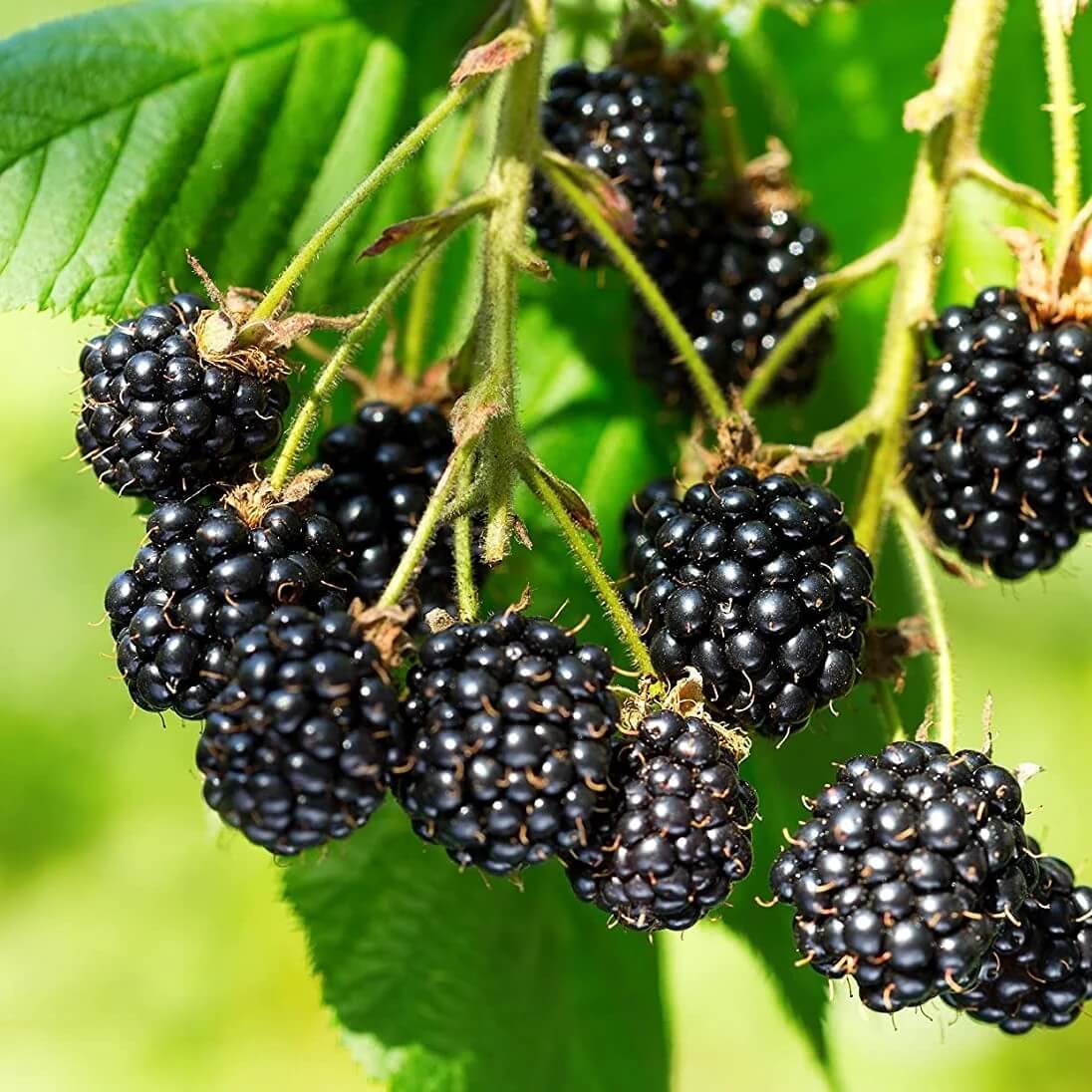 Rubus fruticosus seeds