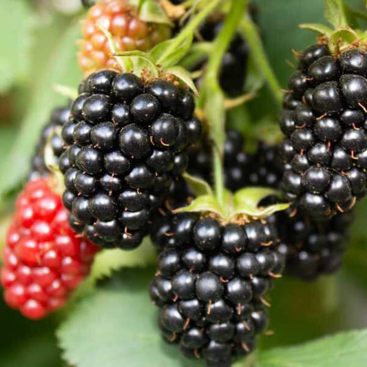Rubus fruticosus seeds