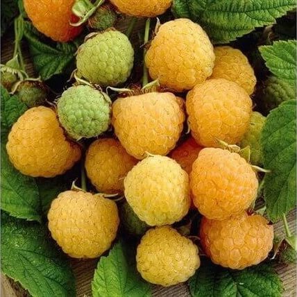 Rubus idaeus seeds