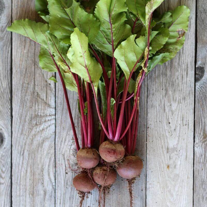 Ruby Queen Beet Seeds