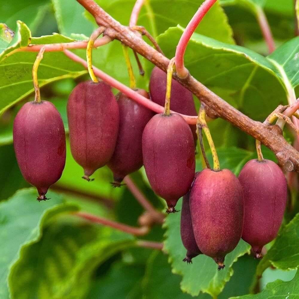 Ruby Red Kiwi seeds 