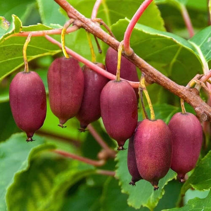 Ruby Red Kiwi seeds 