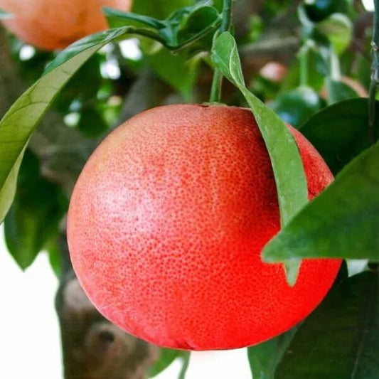 Ruby Red Pomelo Seeds - Fruit Plant for Home Gardens