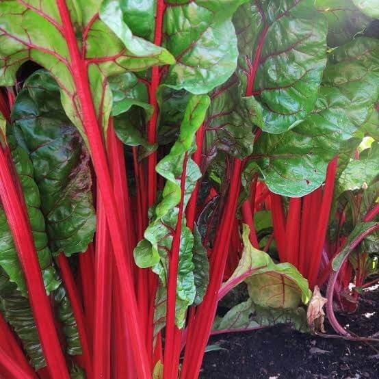 Ruby Red Swiss Chard Seeds 