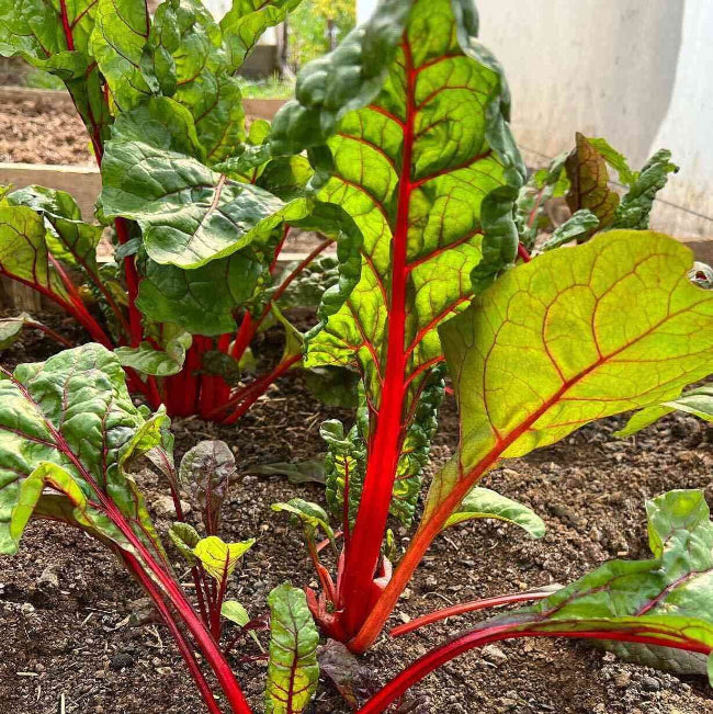 Ruby Red Swiss Chard Seeds 