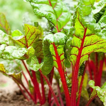 Ruby Red Swiss Chard Seeds 