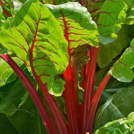 Ruby Red Swiss Chard Seeds 