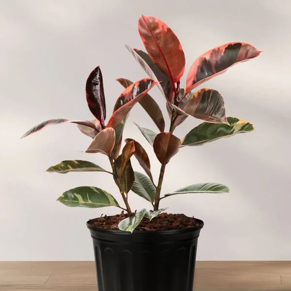 Ruby Rubber Plant seeds - Flower Plant