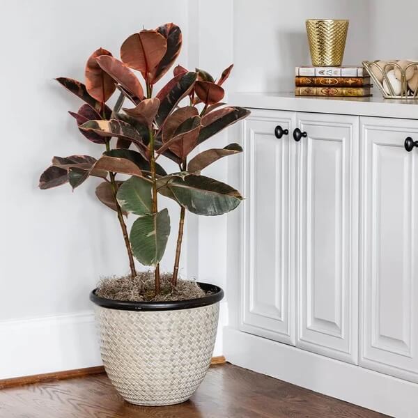 Ruby Rubber Plant seeds - Flower Plant