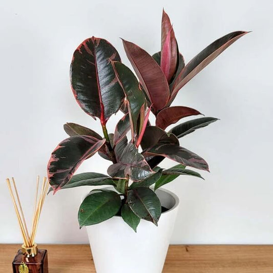 Ruby Rubber Plant seeds - Flower Plant