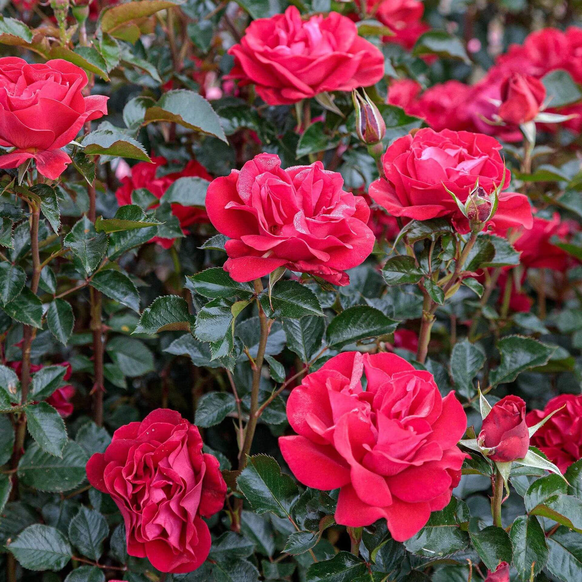 Ruby Ruby Miniature Rose Seeds - Heirloom Flower Plant for Home Gardens