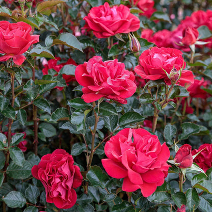 Ruby Ruby Miniature Rose Seeds - Heirloom Flower Plant for Home Gardens