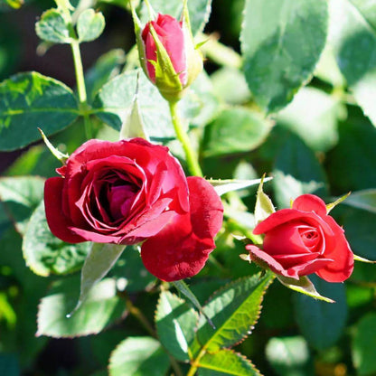 Ruby Ruby Miniature Rose Seeds - Heirloom Flower Plant for Home Gardens