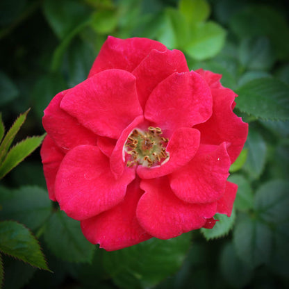Ruby Ruby Miniature Rose Seeds - Heirloom Flower Plant for Home Gardens