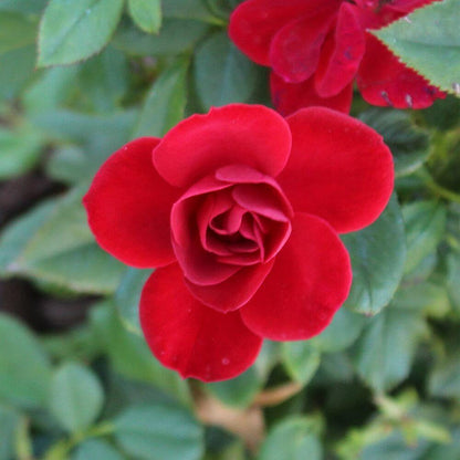 Ruby Ruby Miniature Rose Seeds - Heirloom Flower Plant for Home Gardens