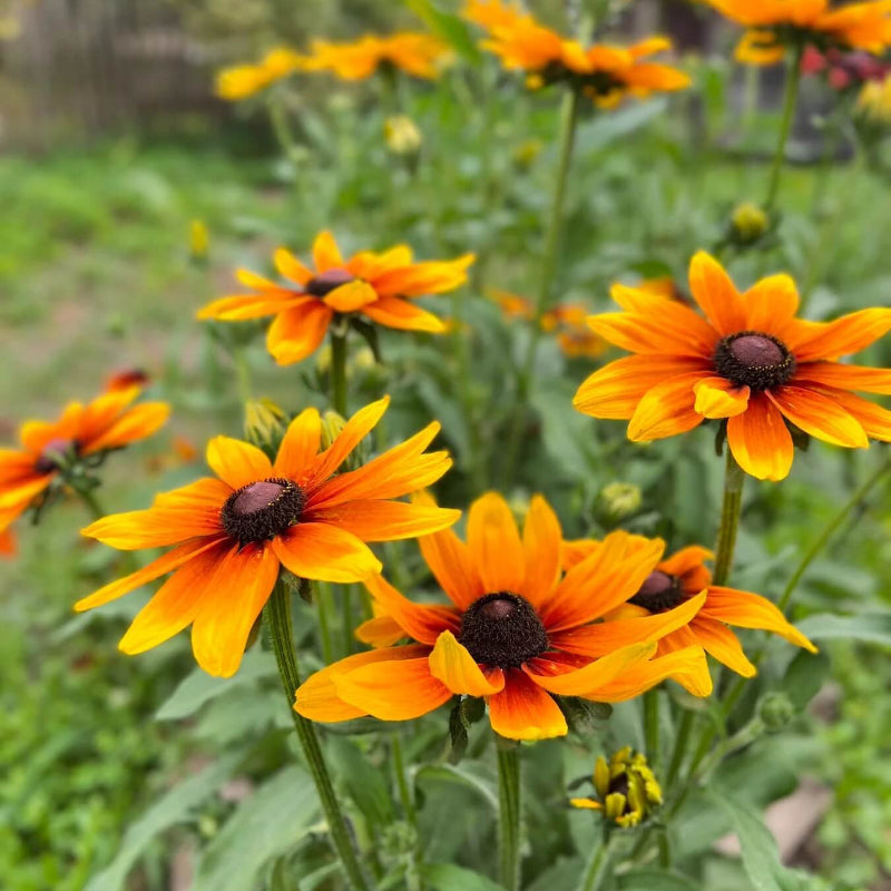 Rudbeckia Black-eyed Susan Seeds