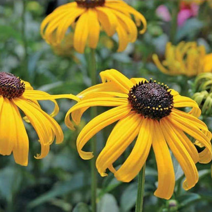 Rudbeckia Black-eyed Susan Seeds