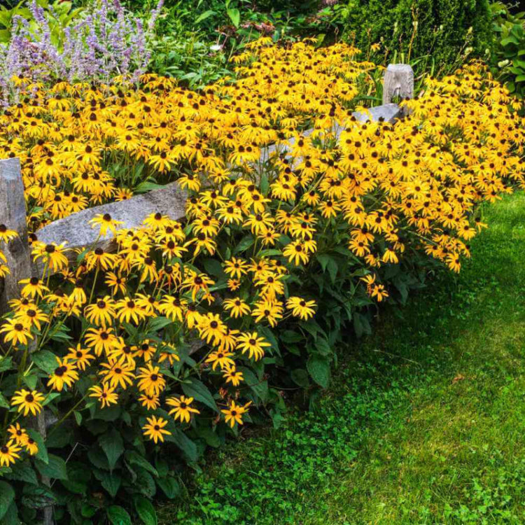 Rudbeckia Black-eyed Susan Seeds