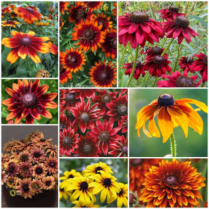 Rudbeckia Black-eyed Susan Seeds