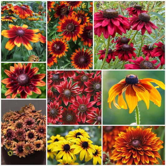 Rudbeckia Black-eyed Susan Seeds