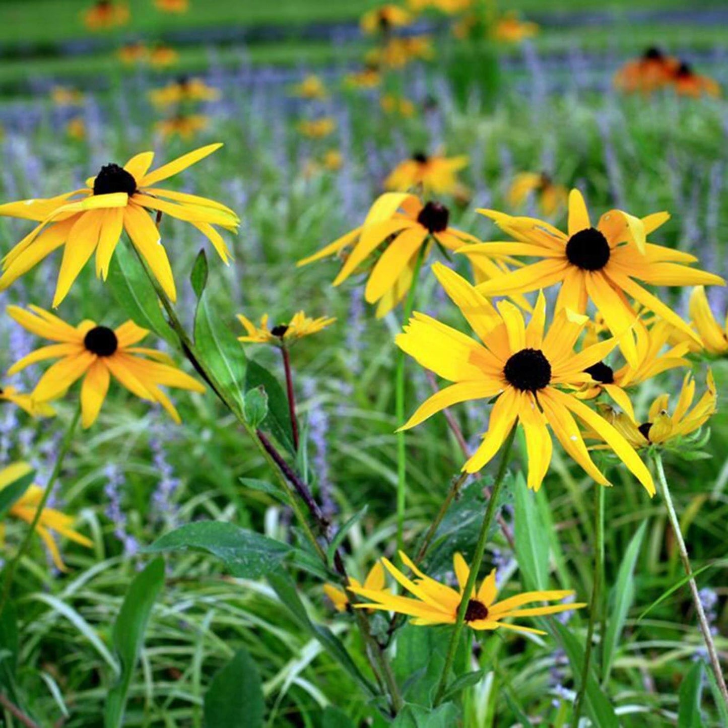 Rudbeckia Hirta Seeds - Flower Plant 