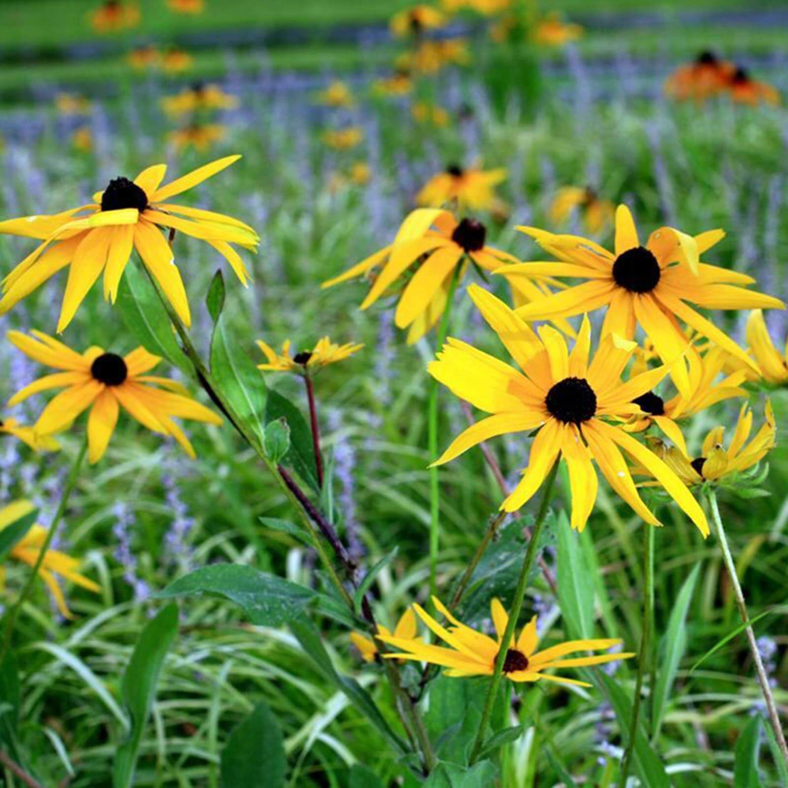 Rudbeckia Hirta Seeds - Flower Plant 