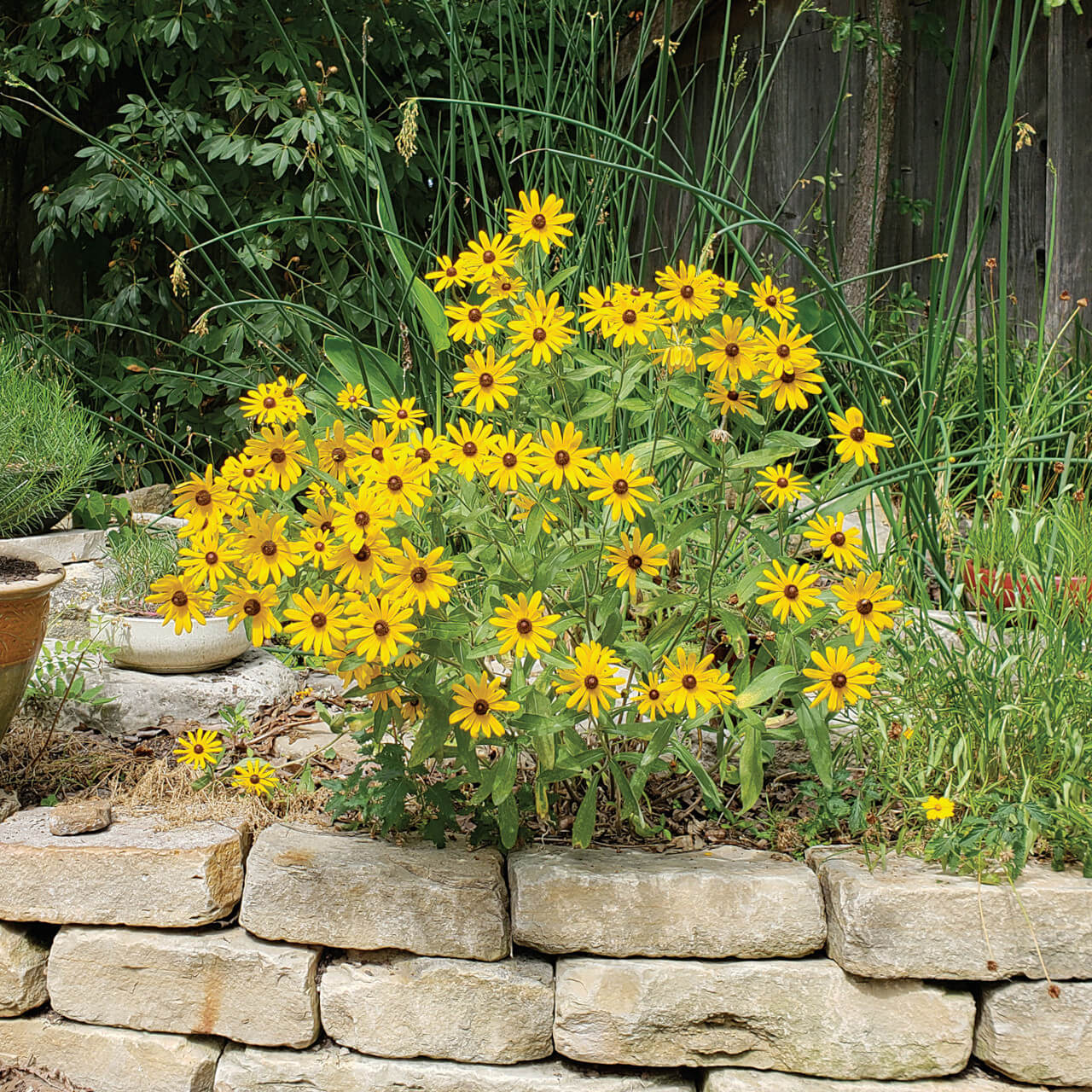 Rudbeckia Hirta Seeds - Flower Plant 