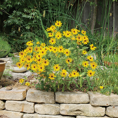 Rudbeckia Hirta Seeds - Flower Plant 