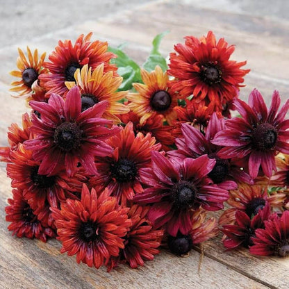 Rudbeckia Sahara Seeds - Heirloom Flower Plant for Home Gardens