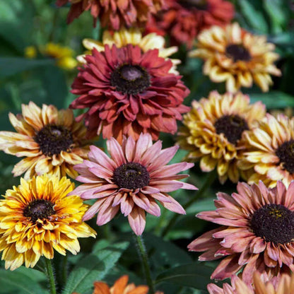 Rudbeckia Sahara Seeds - Heirloom Flower Plant for Home Gardens