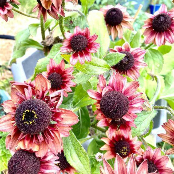 Rudbeckia Sahara Seeds - Heirloom Flower Plant for Home Gardens