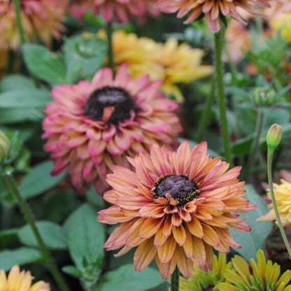 Rudbeckia Sahara Seeds - Heirloom Flower Plant for Home Gardens