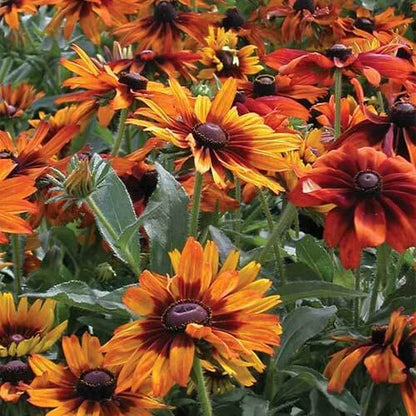 Rudbeckia Seeds - Flower Plant 