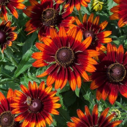 Rudbeckia Seeds - Flower Plant 