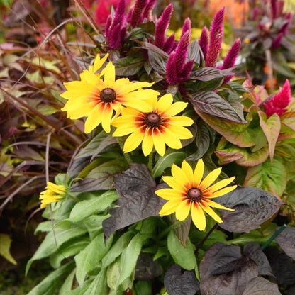 Rudbeckia seeds