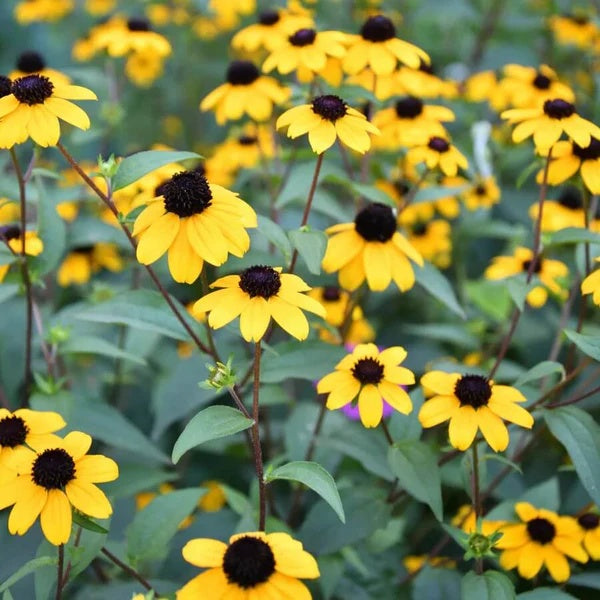 Rudbeckia seeds